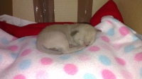 brown blue chocolate lilac kittens natmac burmese for sale