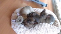 burmese kittens cats for sale natmac australia