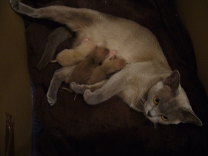 natmac burmese kittens cats available kittens brown, blue, lilac, blue images