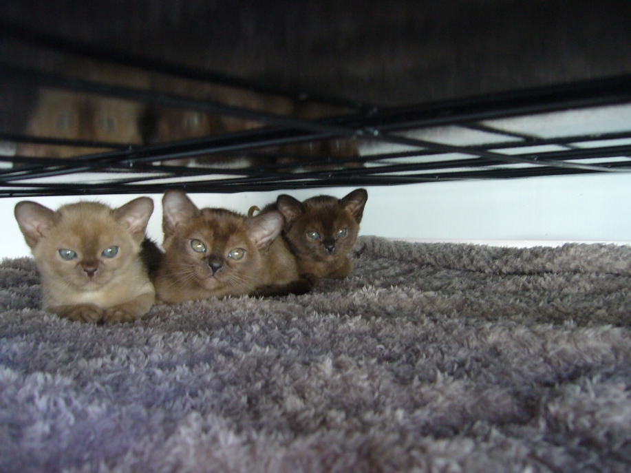 registered breeders blue lilac chocolate brown colour burmese personality